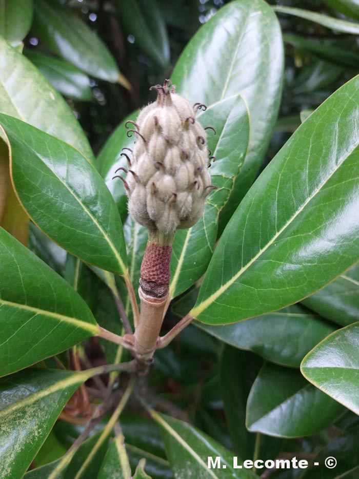 Magnolia grandiflora (magnolia à grandes fleurs)