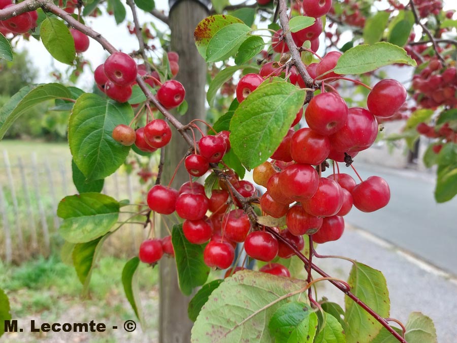  Malus grandiflora (pommier d'ornement)