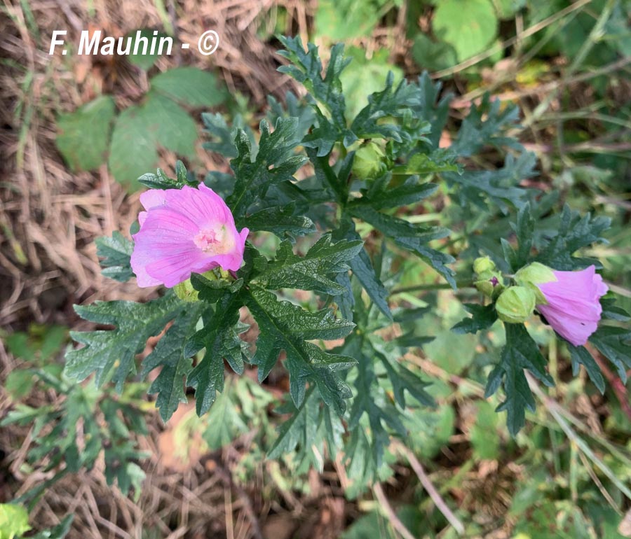 Malva alcea (mauve alcée)