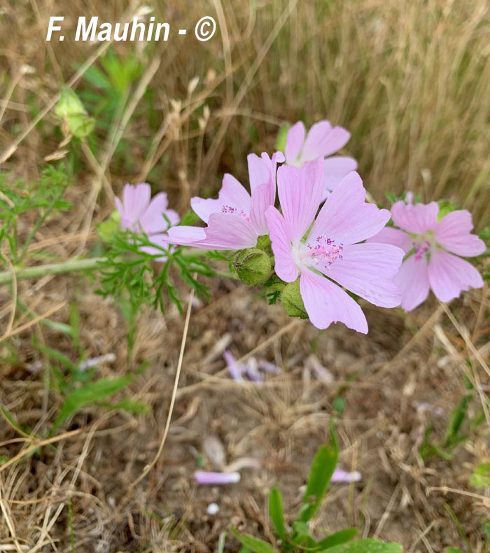 Malva moschata (mauve musquée)