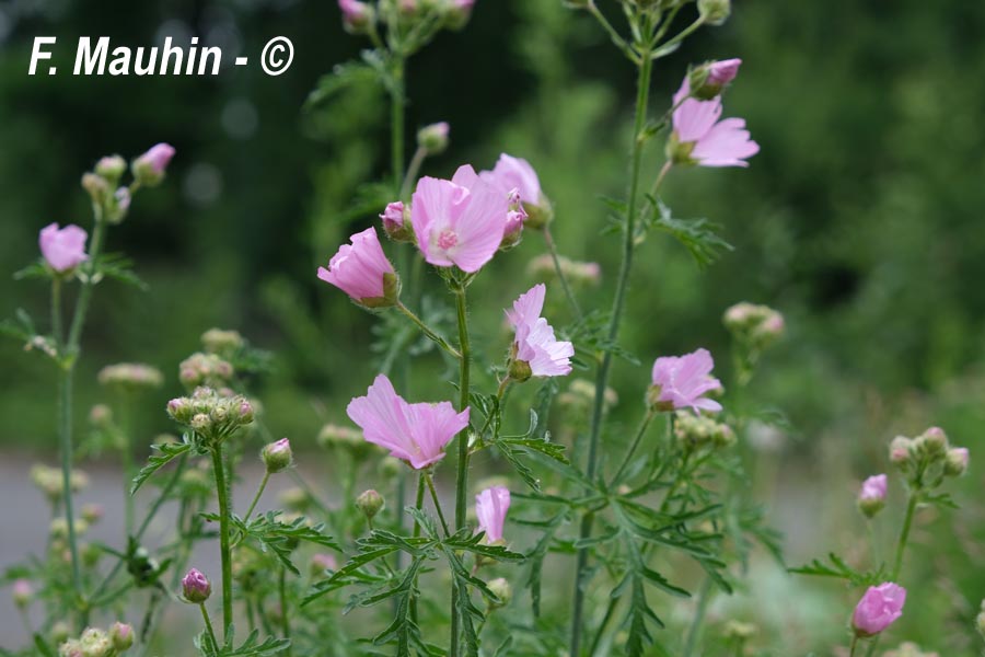 Malva sylvestris (grande mauve)
