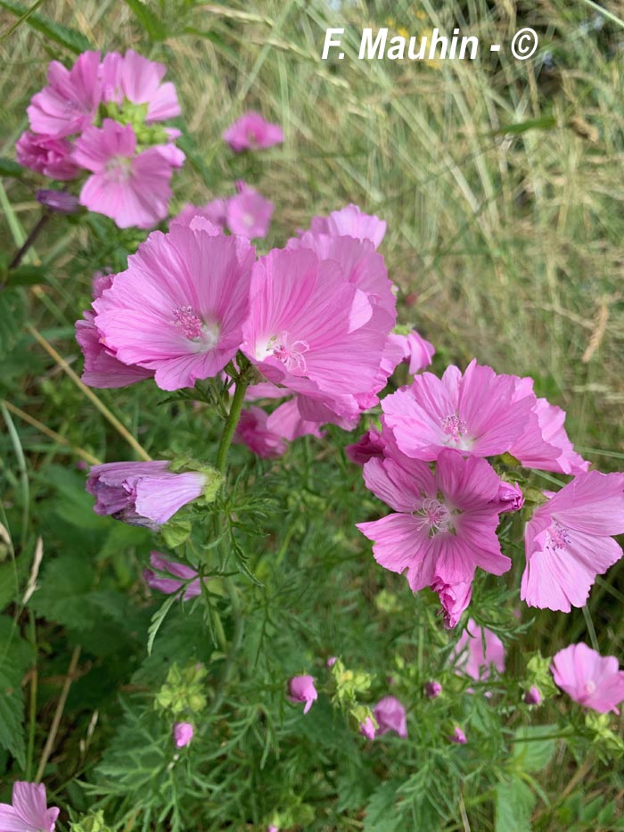 Malva moschata (mauve musquée)