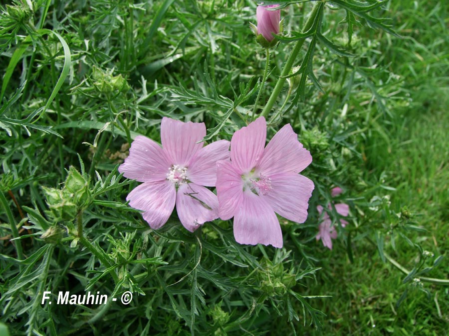 Malva moschata (mauve musquée)