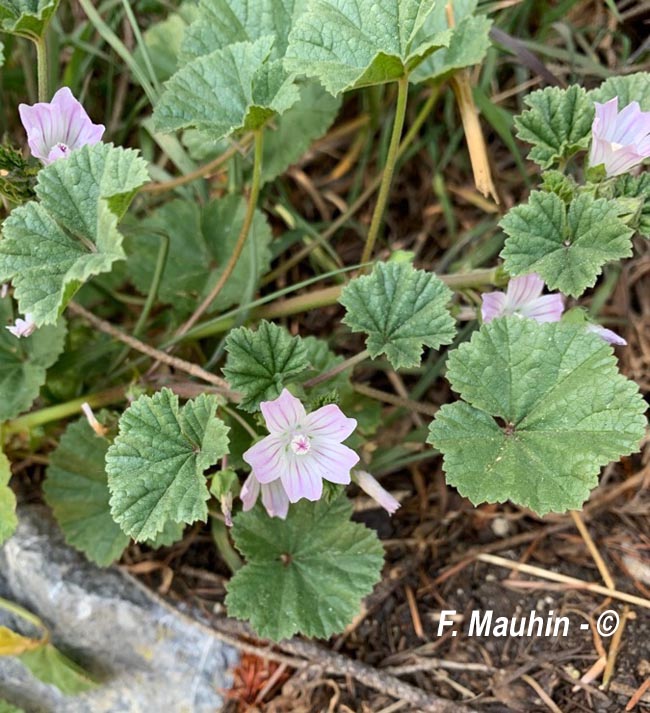 Malva neglecta (mauve commune, négligée)
