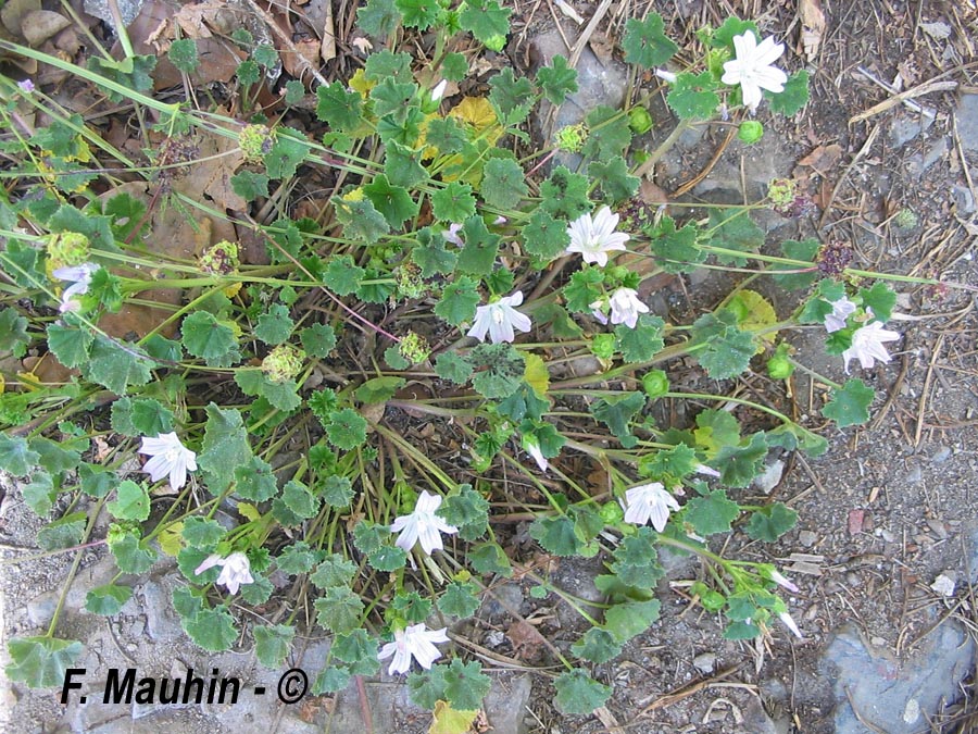 Malva neglecta (mauve commune, négligée)
