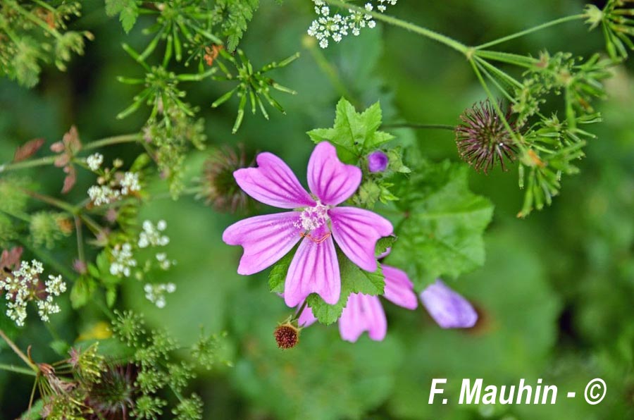 Malva sylvestris (grande mauve)
