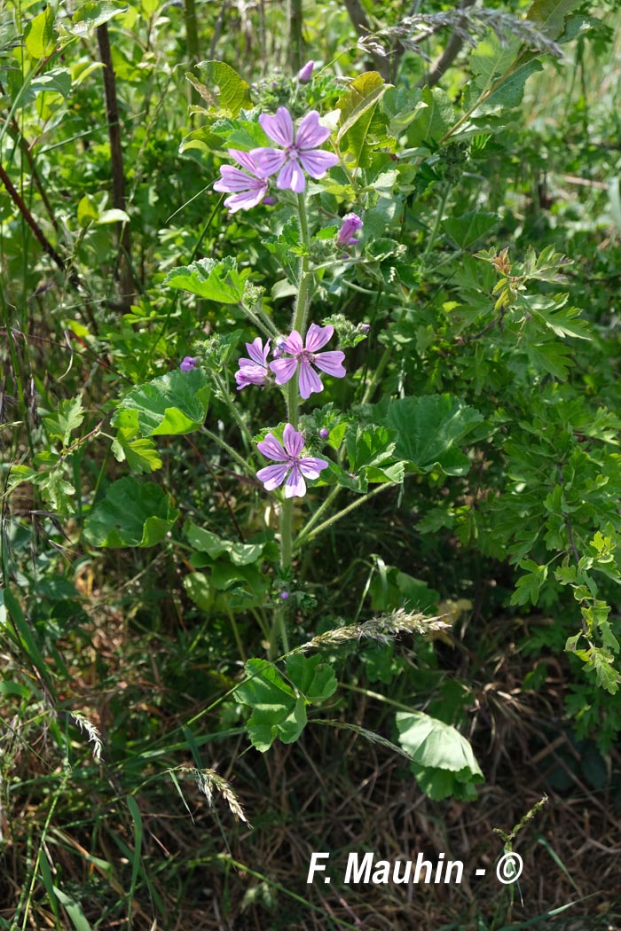 Malva sylvestris (grande mauve)