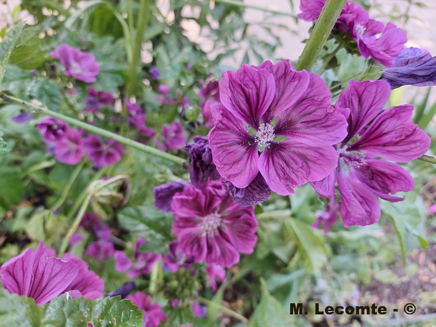 Malva sp.