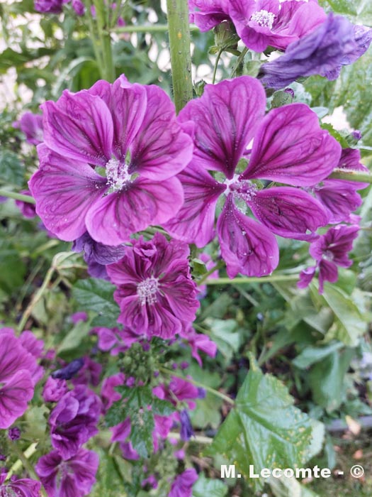 Malva sp.