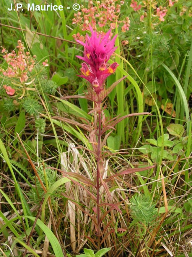 Melampyrum arvense (mélampyre des champs)