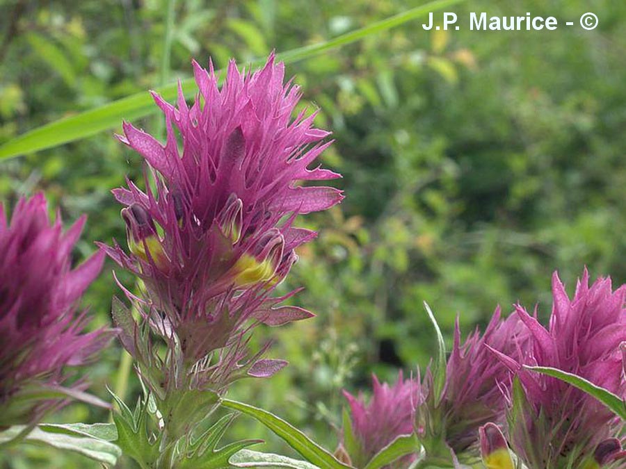 Melampyrum arvense (mélampyre des champs)