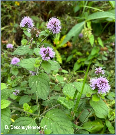Mentha aquatica