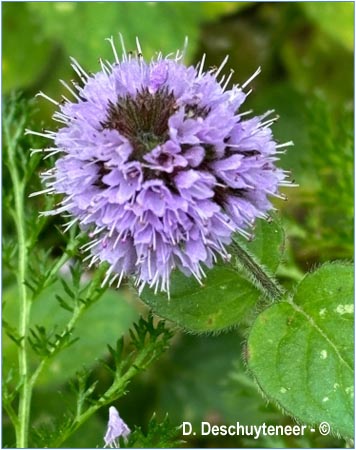 Mentha aquatica