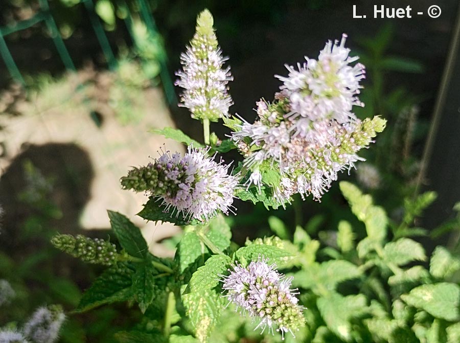 Mentha suaveolens