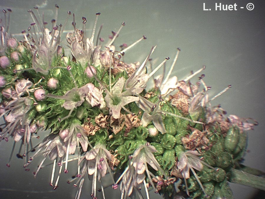 Mentha suaveolens
