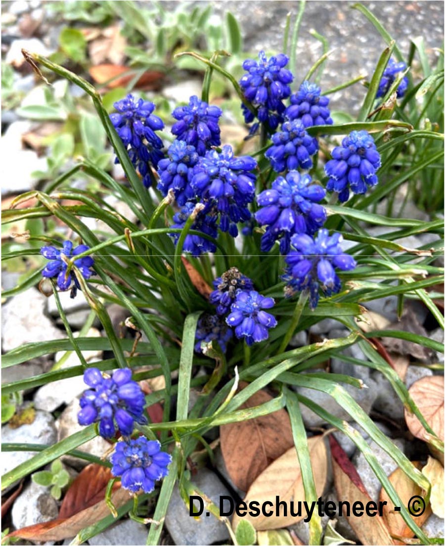 Muscari armeniacum (muscari d'Arménie)
