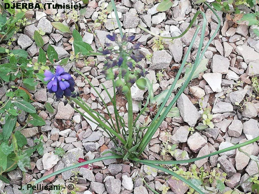 Muscari neglectum