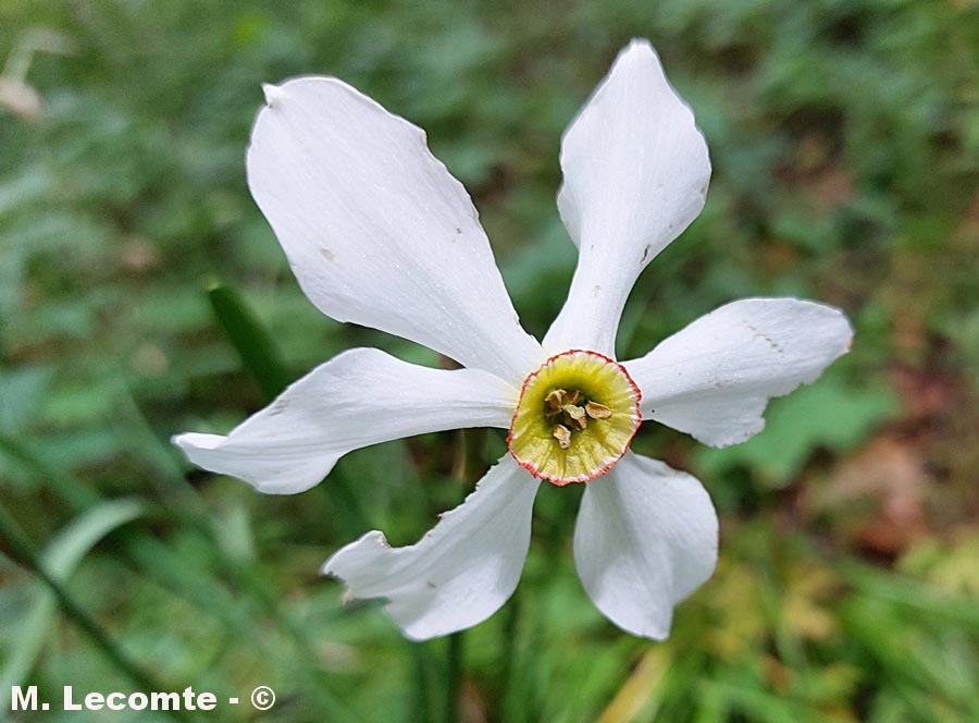 Narcissus poeticus