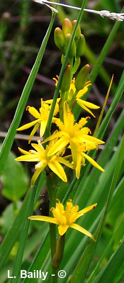 Nartecium ossifragum (narthécie des marais)