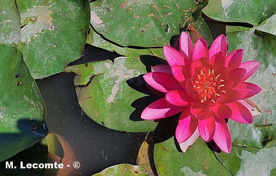 Nymphaeae sp. (nénuphar)