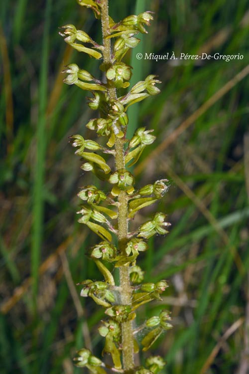 Neottia ovata (listère à feuilles ovales)
