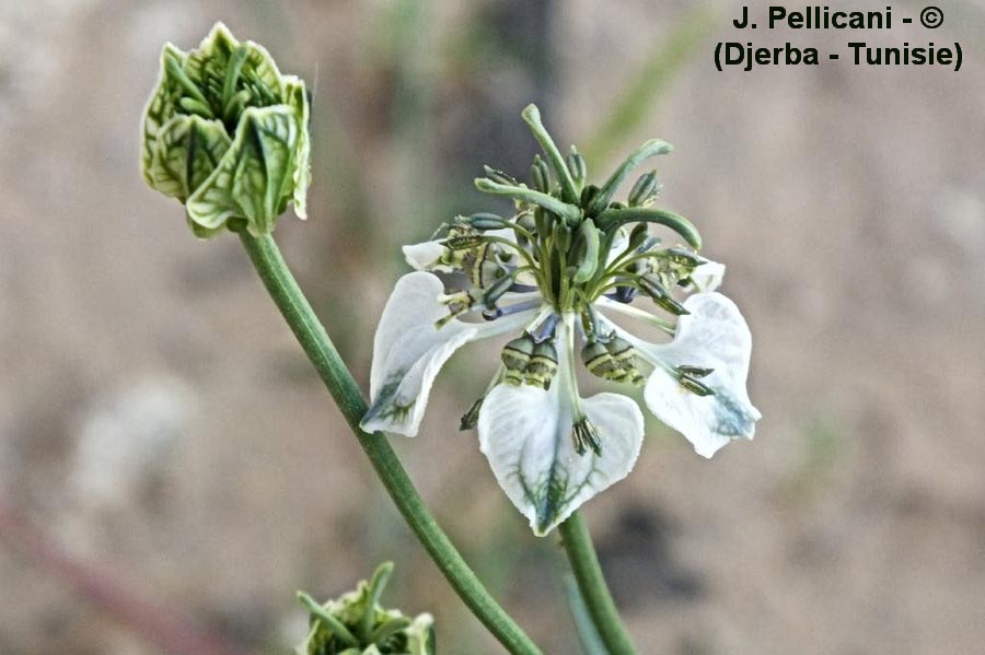  Nigella arvensis (nigelle des champs, nigelle batarde)
