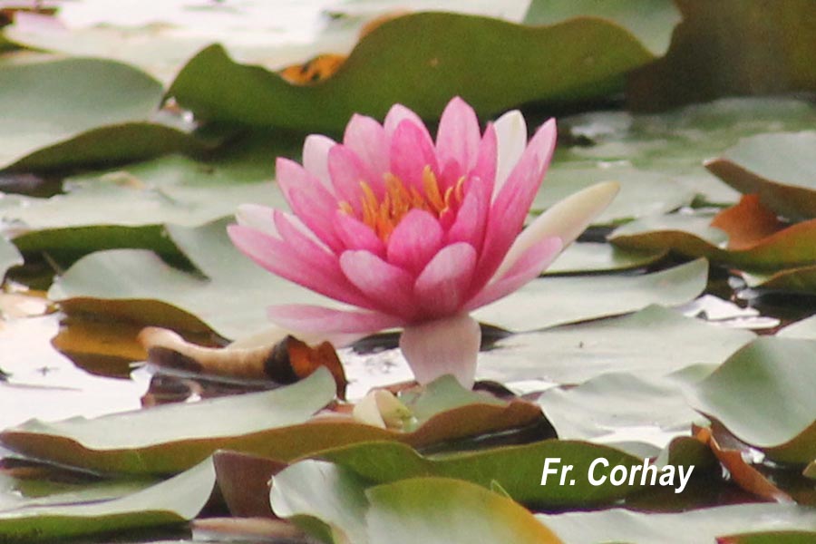 Nymphaea sp. (nénuphar)