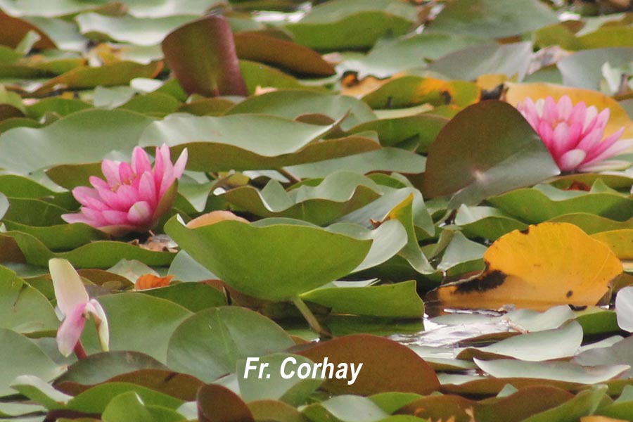 Nymphaea sp. (nénuphar)