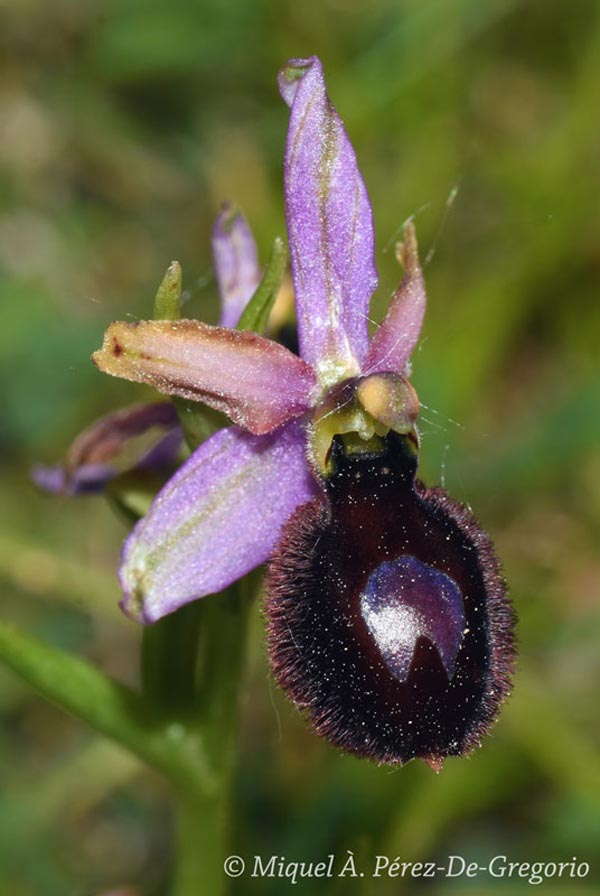 Ophrys catalaunica