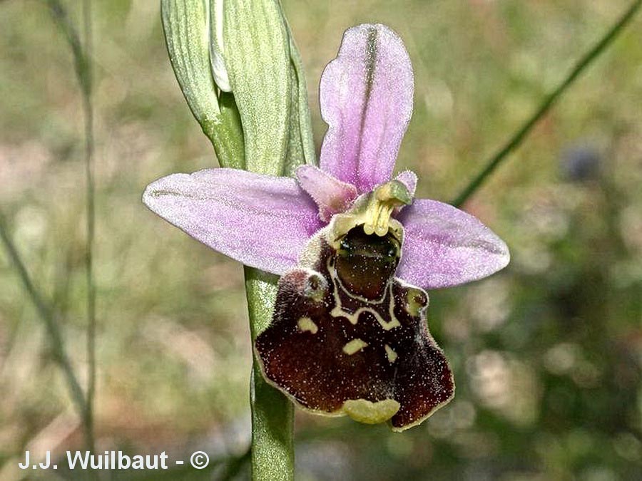 Ophrys fuciflora (ophrys frelon, ophrys bourdon)