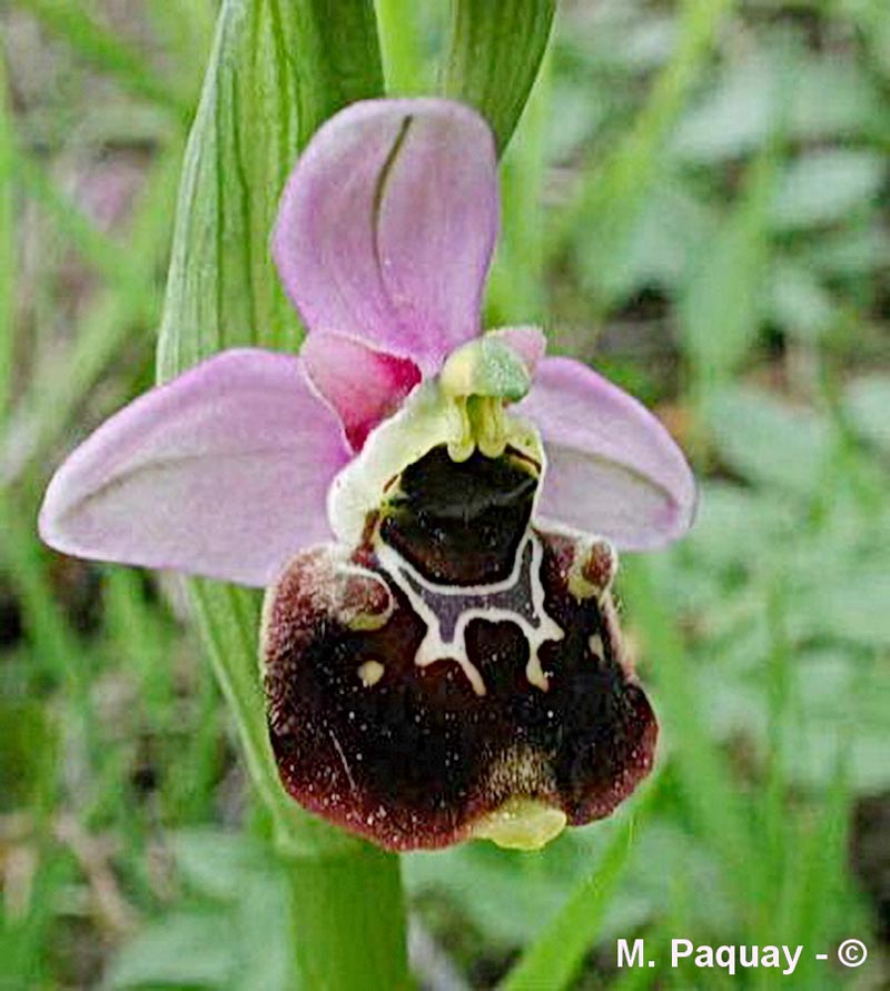 Ophrys fuciflora (ophrys frelon, ophrys bourdon)
