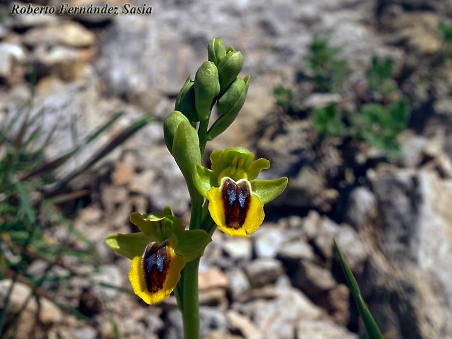 Ophrys lutea