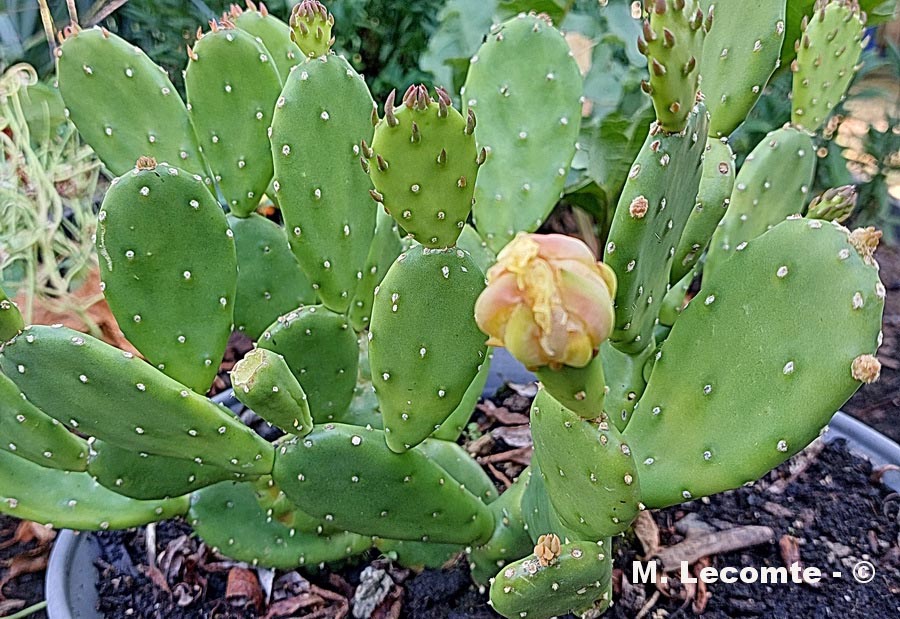 Opuntia stricta (oponce raide)