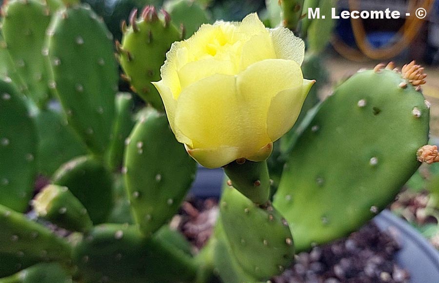 Opuntia stricta (oponce raide)