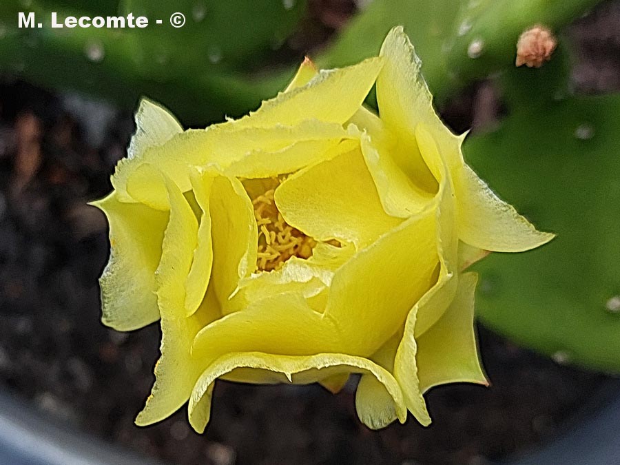 Opuntia stricta (oponce raide)