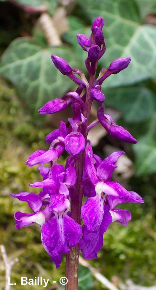 Orchis mascula (orchis mâle)
