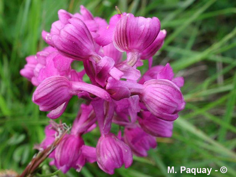 Anacamptis morio (Orchis morio) (orchis bouffon)