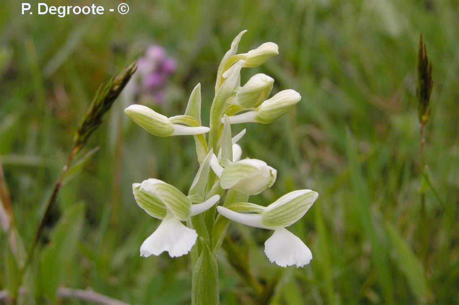 Anacamptis morio (Orchis morio) (orchis bouffon)