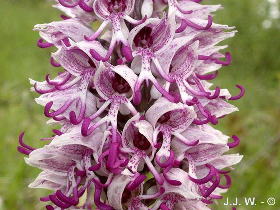 Orchis simia (orchis singe)