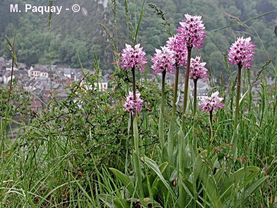 Orchis simia (orchis singe)