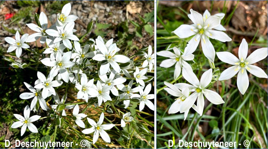 Ornithogalum umbellatum