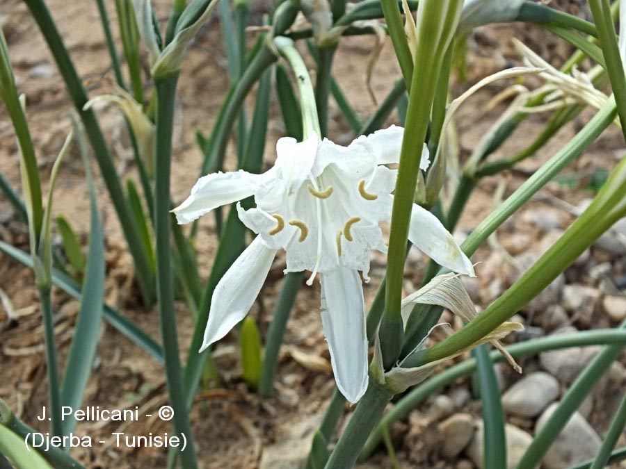 Pancratium maritimum