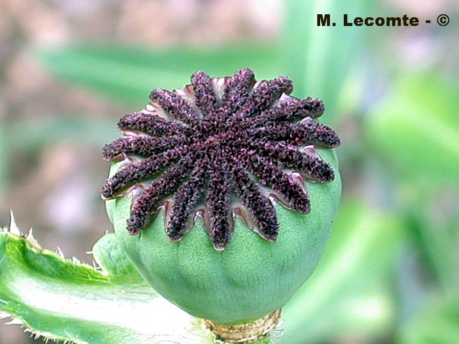 Papaver rhoeas (coquelicot)