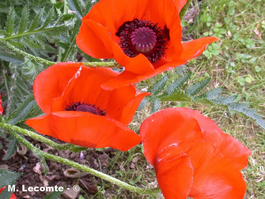 Papaver rhoeas (coquelicot)