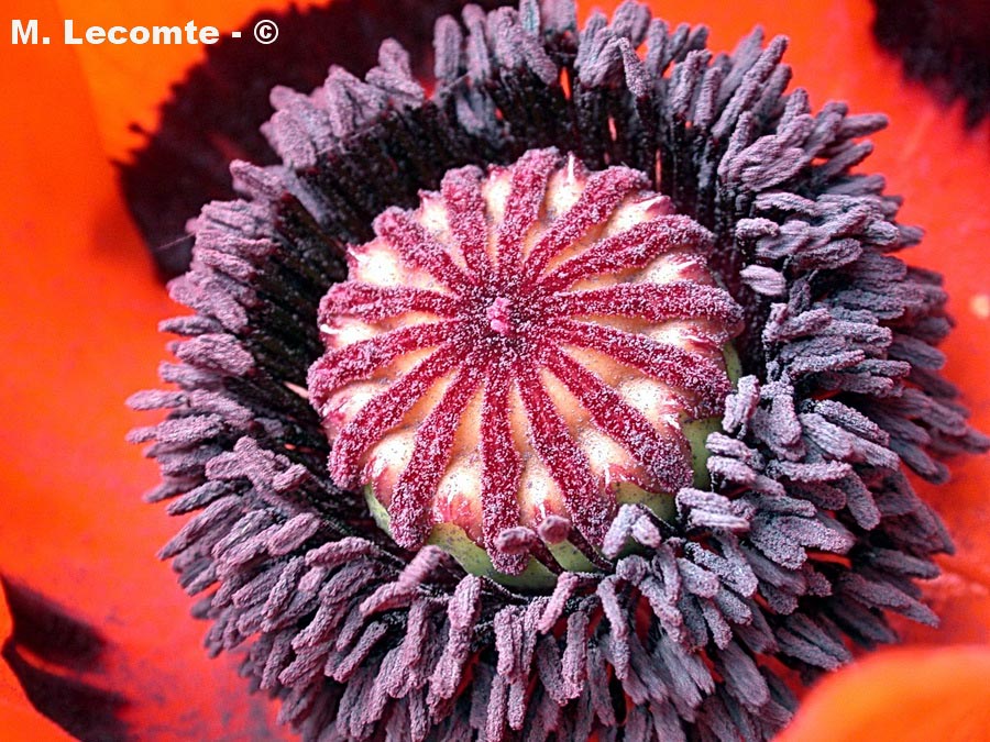 Papaver rhoeas (coquelicot)