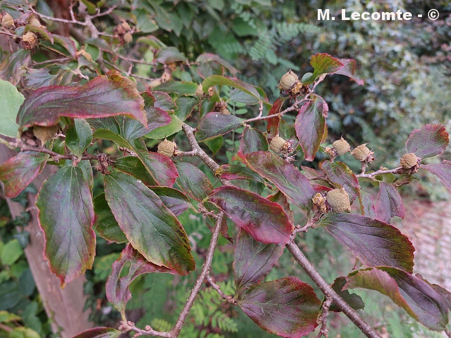 Parrotia subaequalis