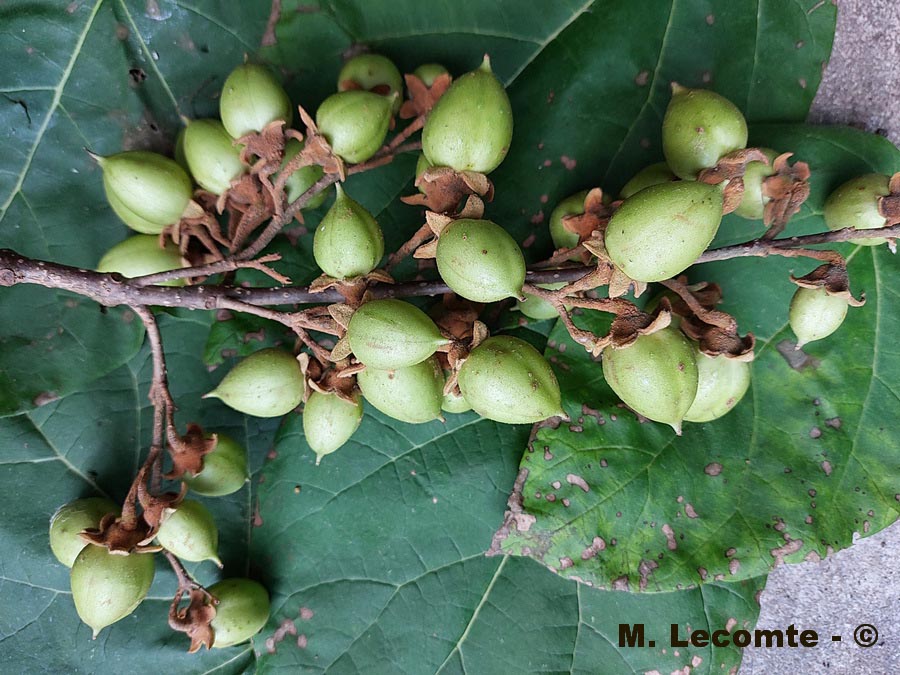 Paulownia tomentosa
