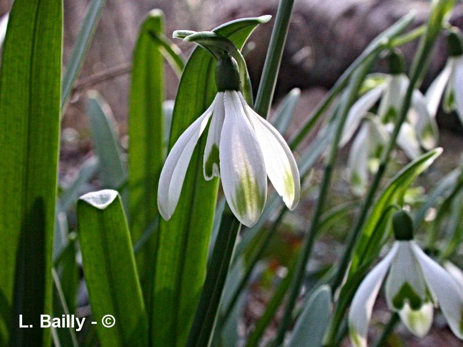 Galanthus nivalis (perce-neige)