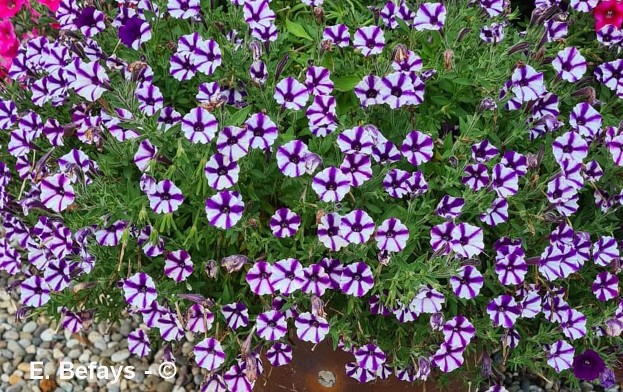 Petunia x surfinia (pétunia retombant)