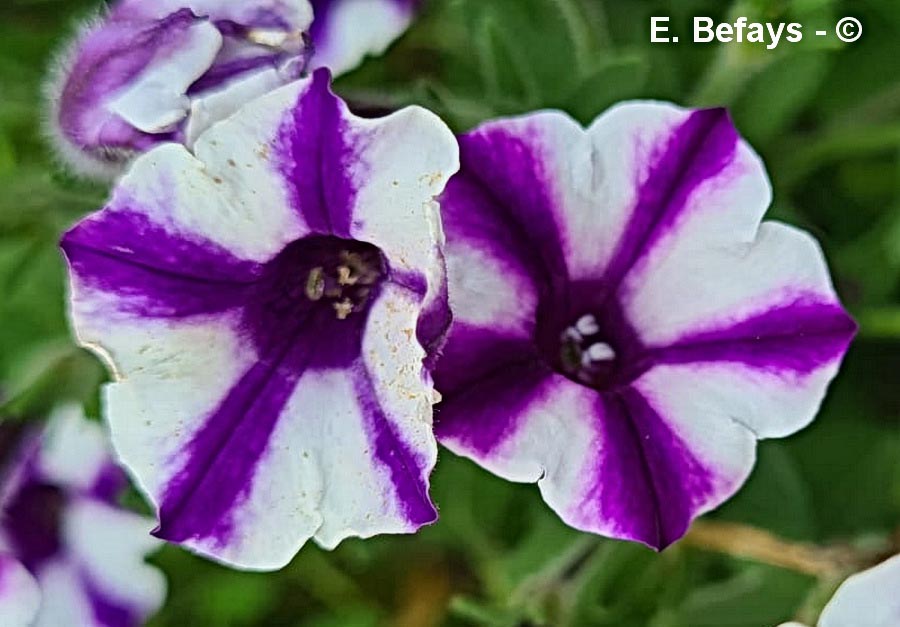 Petunia x surfinia (pétunia retombant)